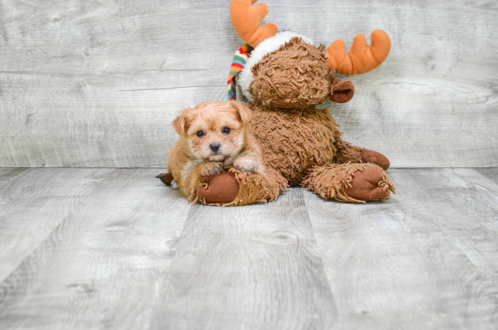 Morkie Puppy for Adoption