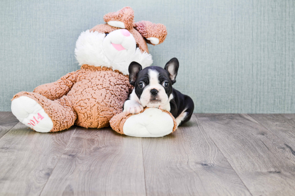 Popular French Bulldog Purebred Pup