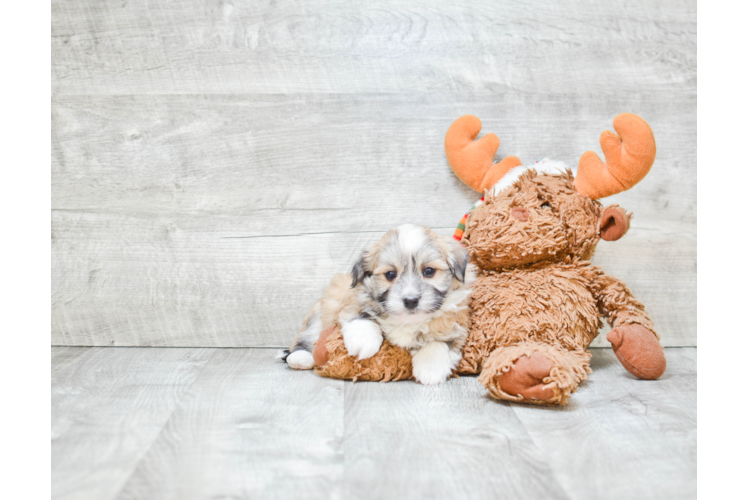 Havanese Pup Being Cute