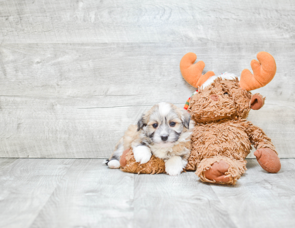 Havanese Pup Being Cute