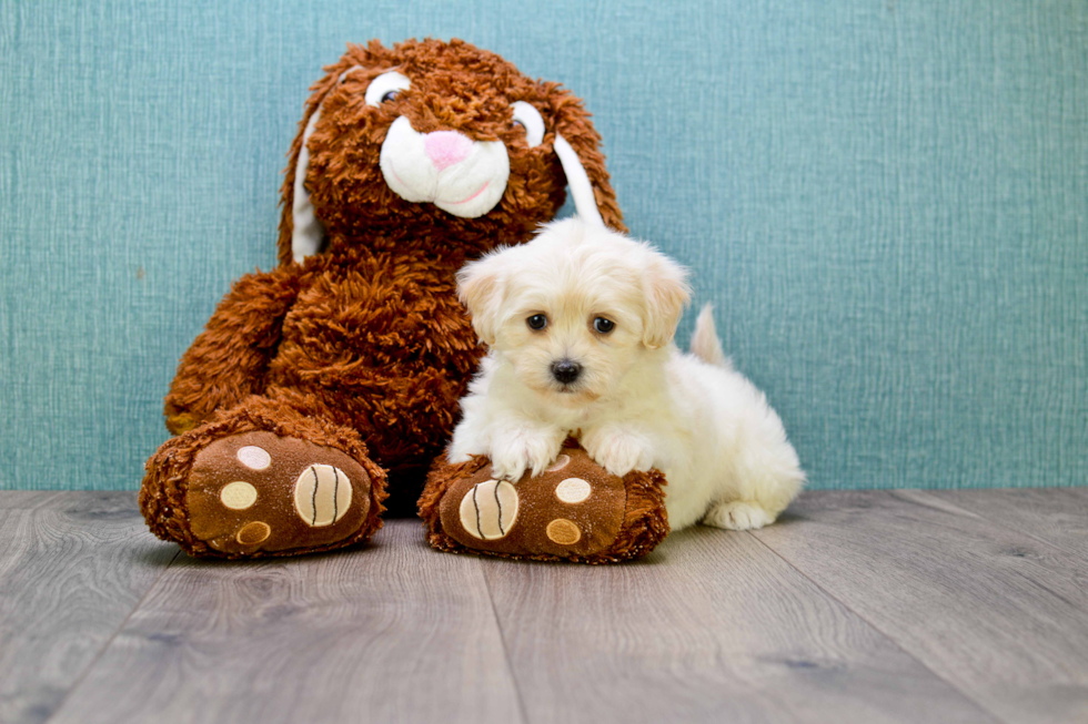 Cute Maltipoo Baby