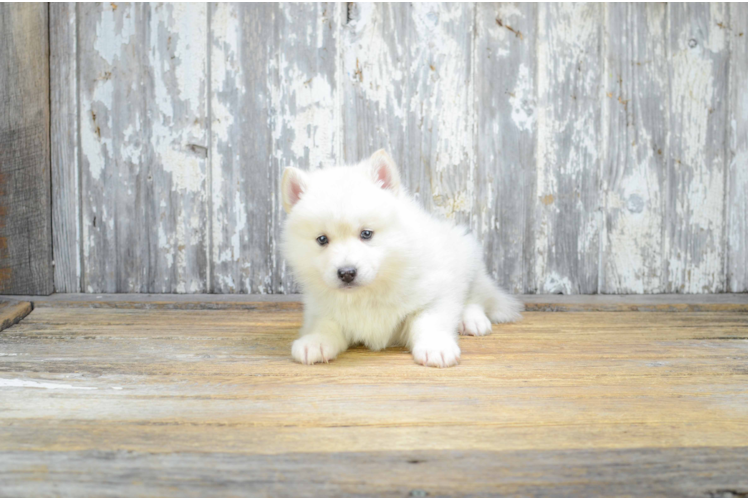 Playful Mini Husky Designer Puppy