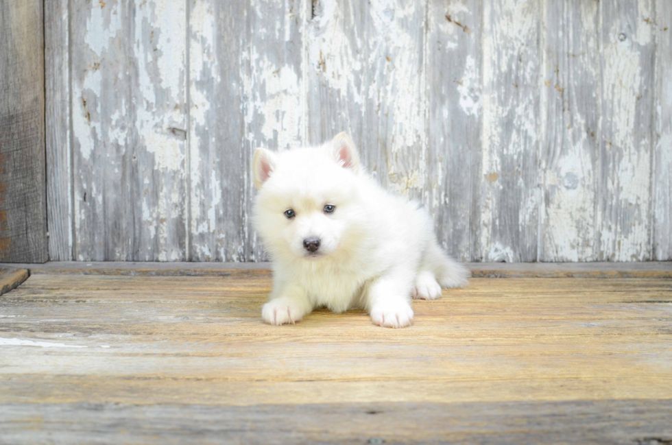 Playful Mini Husky Designer Puppy