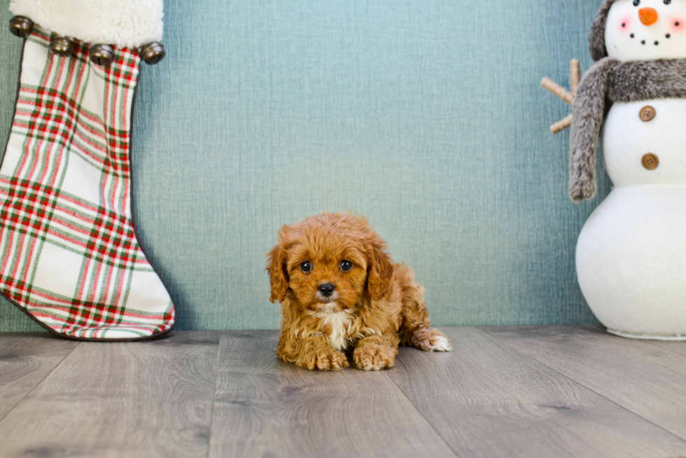 Cavapoo Puppy for Adoption