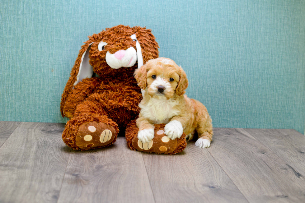 Energetic Cavoodle Poodle Mix Puppy