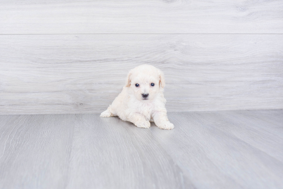 Maltipoo Pup Being Cute