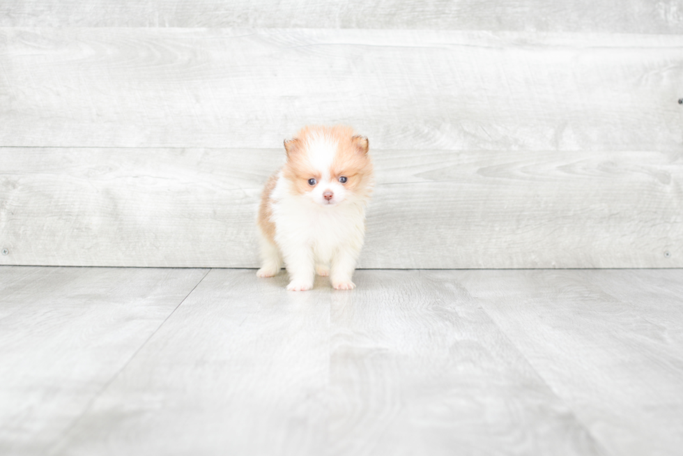 Pomeranian Pup Being Cute