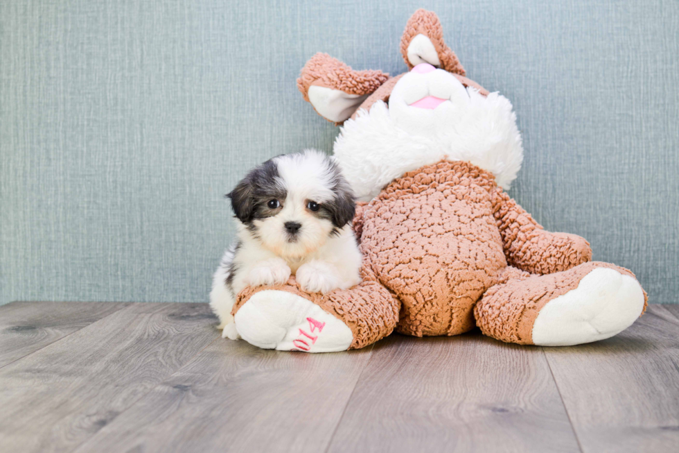 Teddy Bear Pup Being Cute