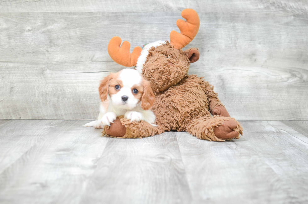 Little Cavalier King Charles Spaniel Baby