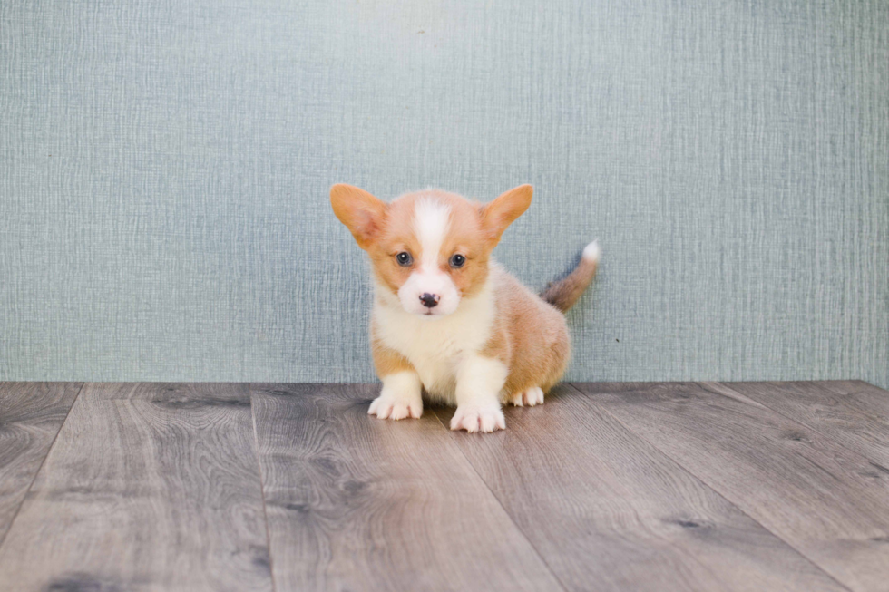 Cute Welsh Corgi Baby