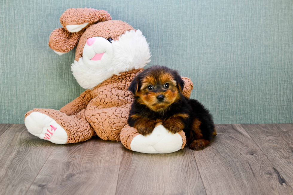 Meet Avery - our Yorkshire Terrier Puppy Photo 