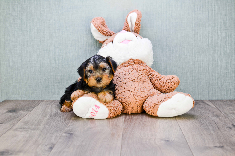 Meet Snickers - our Yorkshire Terrier Puppy Photo 