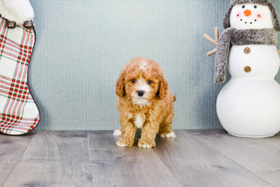 Best Mini Goldendoodle Baby