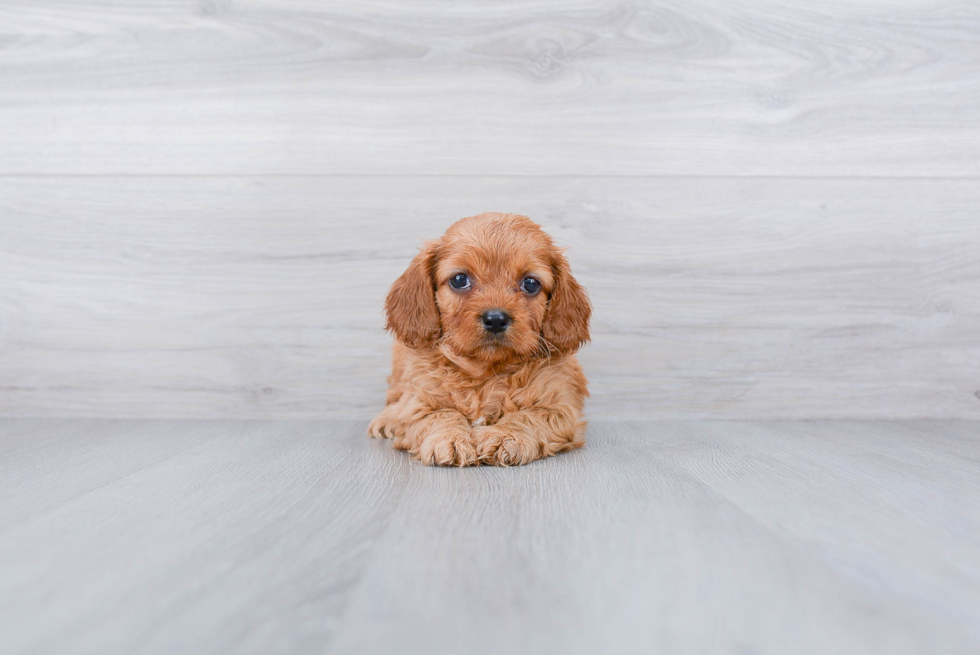 Energetic Cavoodle Poodle Mix Puppy