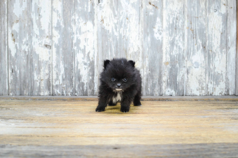 Pomeranian Pup Being Cute