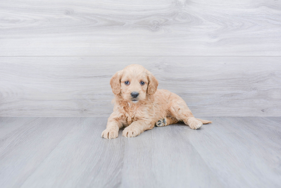 Playful Golden Retriever Poodle Mix Puppy