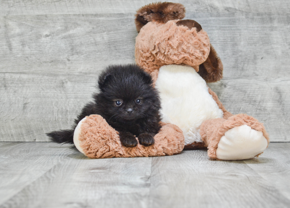 Pomeranian Puppy for Adoption