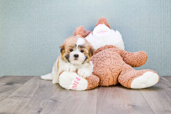 Teddy Bear Pup Being Cute