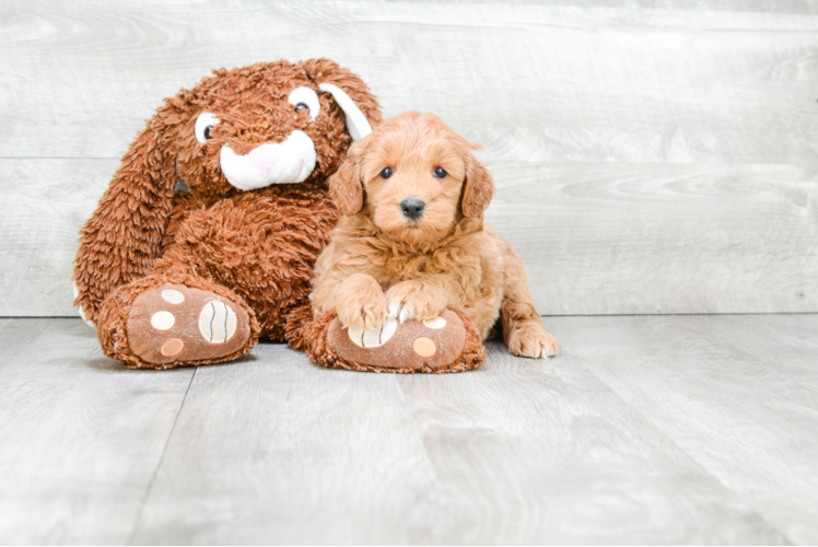 Petite Mini Goldendoodle Poodle Mix Pup