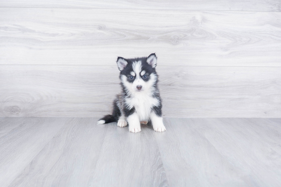 Smart Pomsky Designer Pup