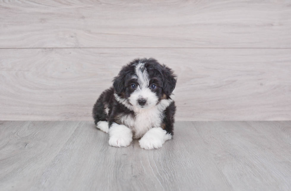 Energetic Aussiepoo Poodle Mix Puppy