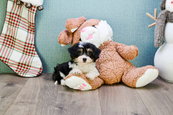 Sweet Cavachon Baby