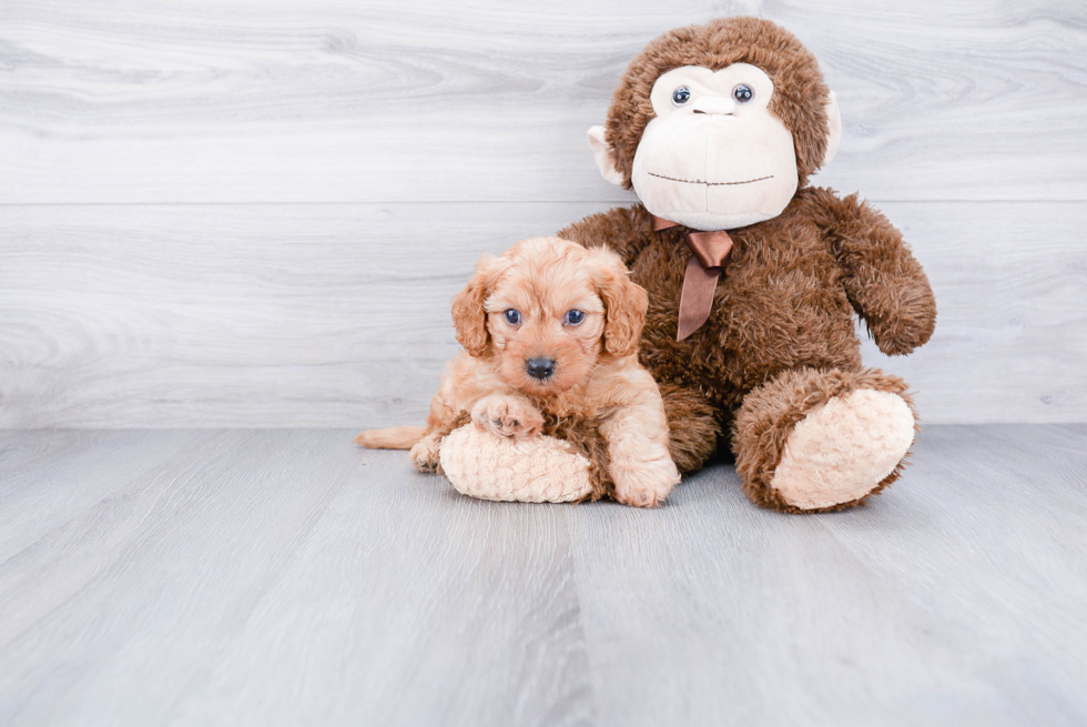 Cute Cavapoo Baby