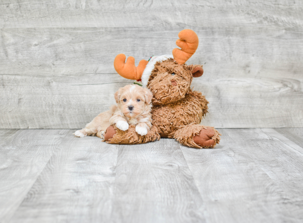 Petite Maltipoo Poodle Mix Pup