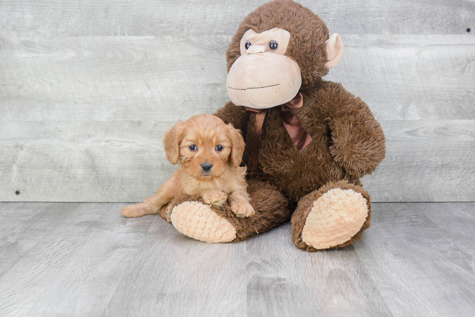 Cavapoo Puppy for Adoption