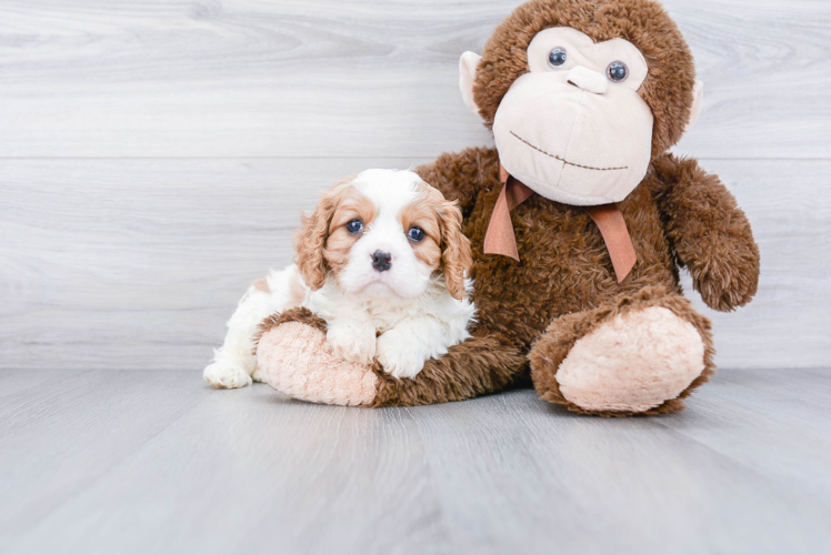 Cavalier King Charles Spaniel Pup Being Cute