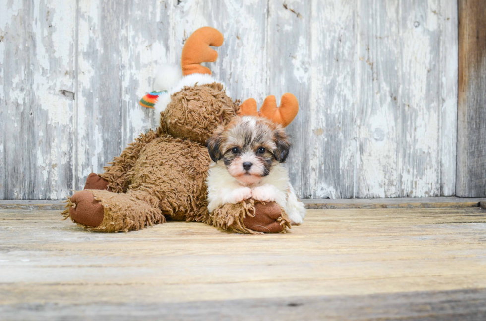 Adorable Shichon Designer Puppy