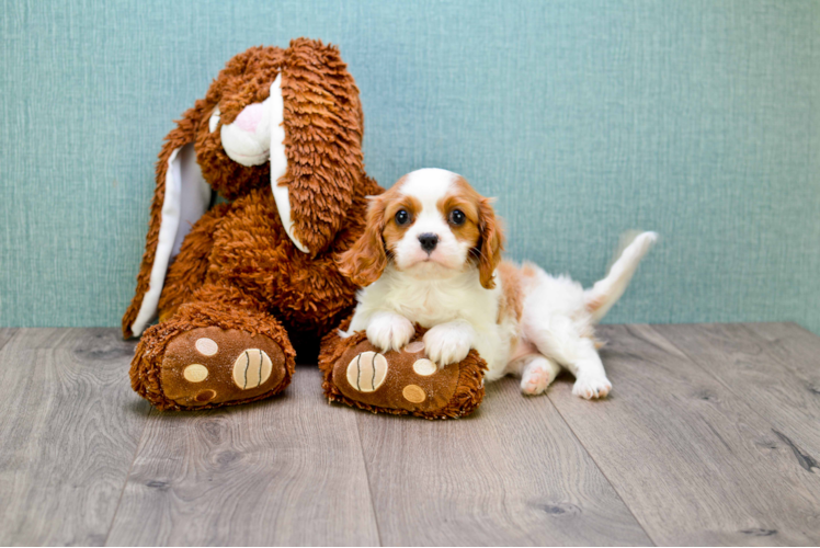 Cute Cavalier King Charles Spaniel Purebred Puppy