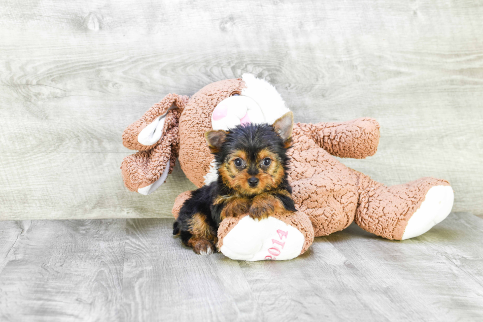 Meet Joey - our Yorkshire Terrier Puppy Photo 