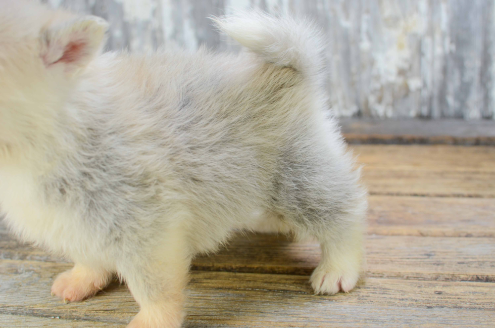 Pomsky Pup Being Cute