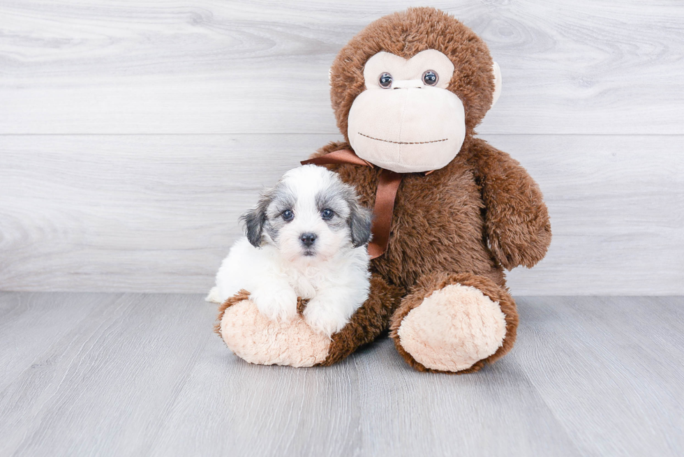 Teddy Bear Pup Being Cute