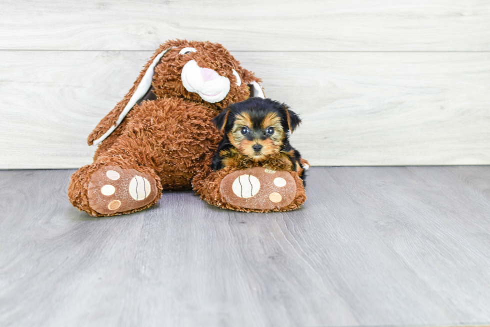 Meet Capone - our Yorkshire Terrier Puppy Photo 