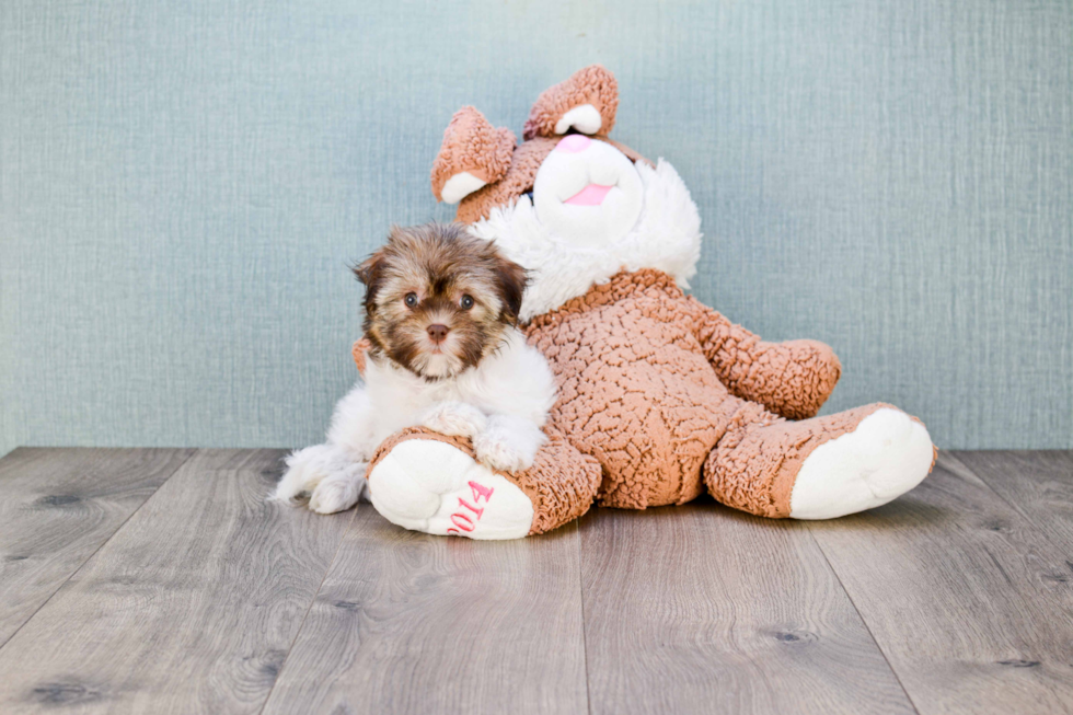 Havanese Pup Being Cute