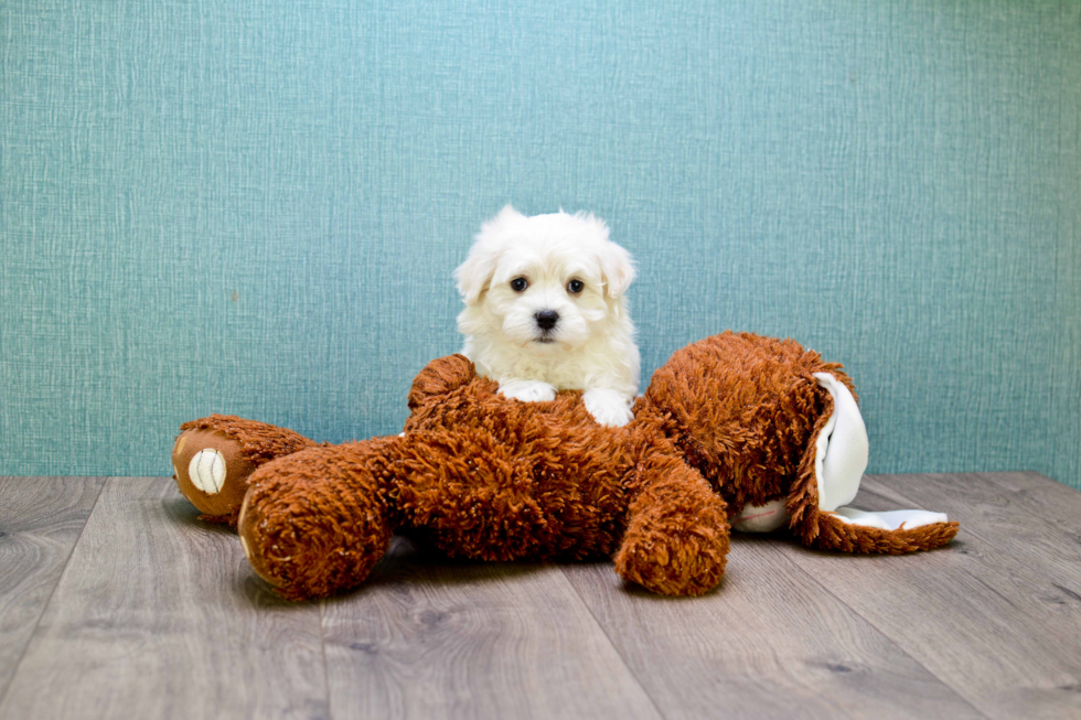 Fluffy Maltipoo Poodle Mix Pup