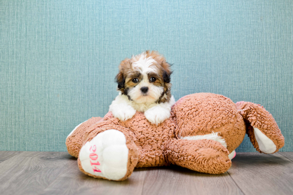 Funny Teddy Bear Designer Pup