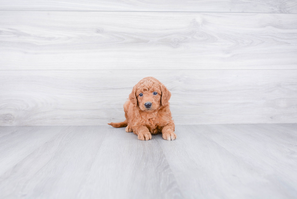 Adorable Golden Retriever Poodle Mix Puppy