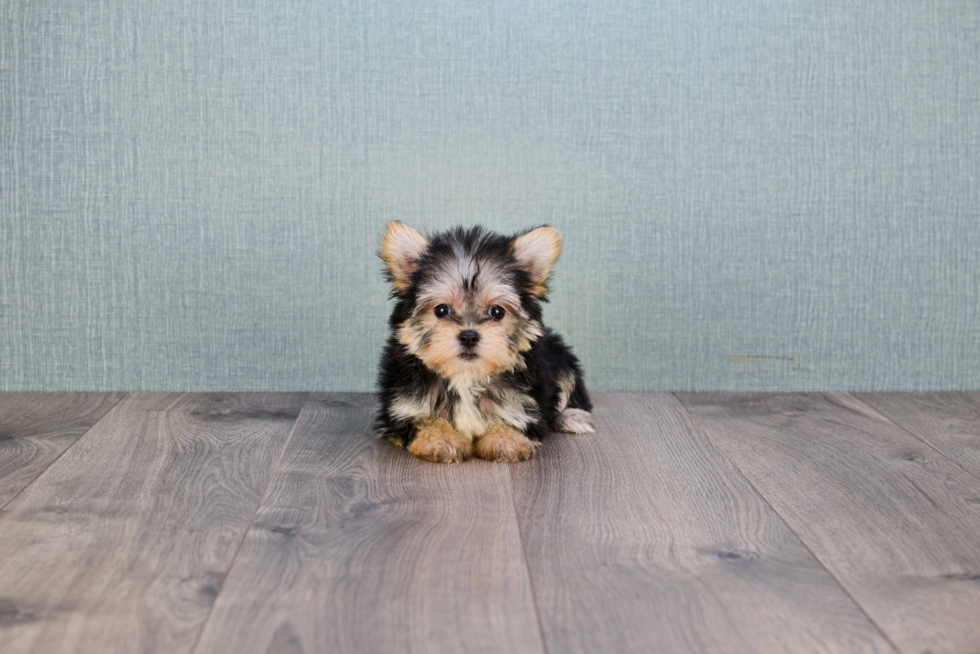 Morkie Puppy for Adoption