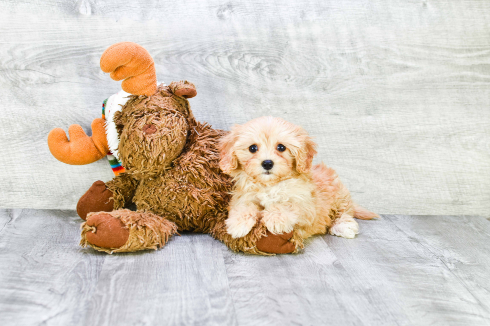 Friendly Cavapoo Baby