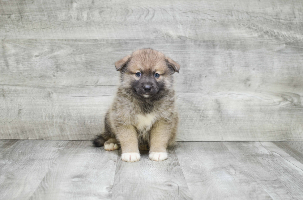 Best Pomsky Baby