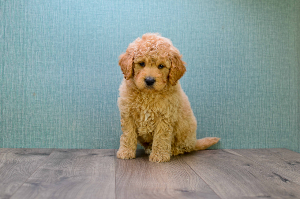 Friendly Mini Goldendoodle Baby