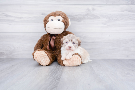 Adorable Havanese Purebred Puppy