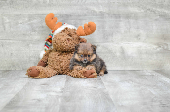 Playful Pomeranian Purebred Pup