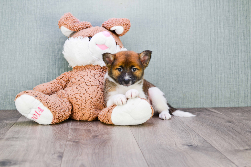 Energetic Pomeranian Purebred Puppy