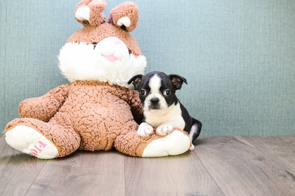 Best Boston Terrier Baby