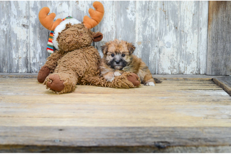 Little Yorkie Designer Puppy