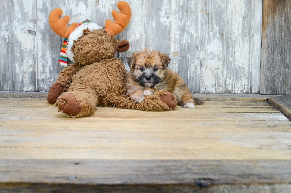 Little Yorkie Designer Puppy